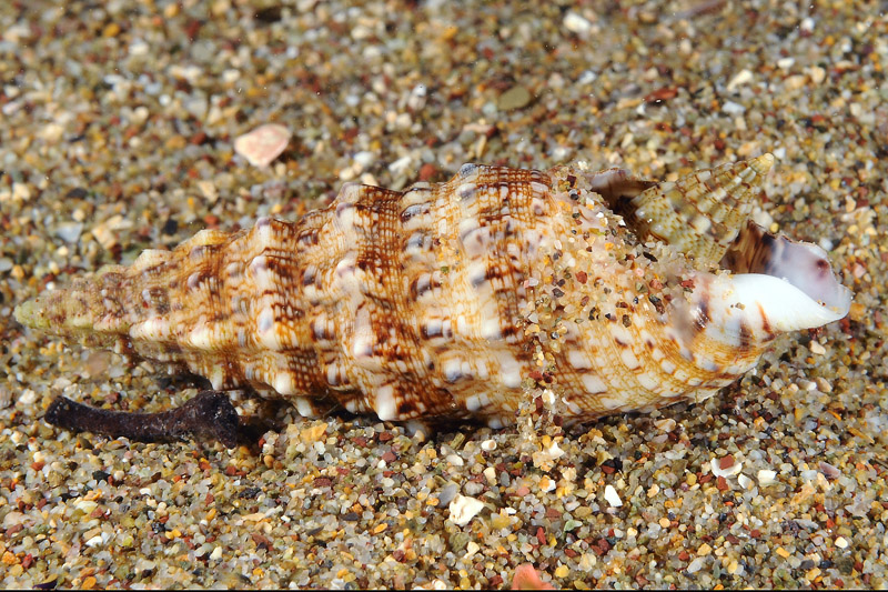 Nassarius
